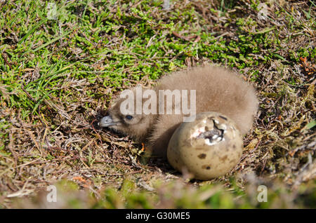 Young Great Skua (Stercorarius Skua) Küken und Schraffur Ei im Nest, Fair Isle, Shetland, Schottland, Vereinigtes Königreich Stockfoto