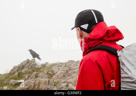 Hillwalker hält um ein freundlicher Rabe (Corvus Corax) auf dem Gipfel des Stob Dearg, Glen Coe, Schottland, Vereinigtes Königreich zu sehen Stockfoto