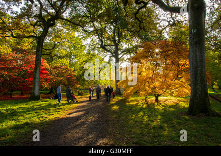 Besucher genießen die herbstlichen Acer Ahornbäume des Staatsangehörig-Arboretum, Westonbirt, Gloucestershire, Vereinigtes Königreich Stockfoto