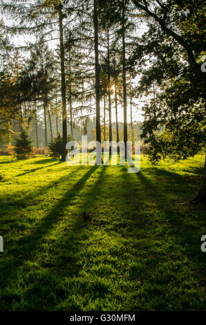 Herbstliche Sonnenlicht dringt durch die Kiefern des Staatsangehörig-Arboretum, Westonbirt, Gloucestershire, Vereinigtes Königreich Stockfoto