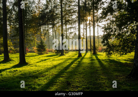 Herbstliche Sonnenlicht dringt durch die Kiefern des Staatsangehörig-Arboretum, Westonbirt, Gloucestershire, Vereinigtes Königreich Stockfoto