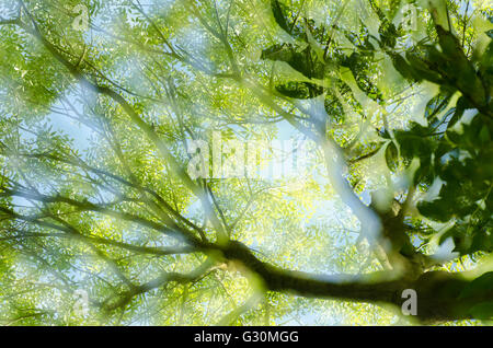 Abstrakte Ansicht der gemeinsamen Esche (Fraxinus Excelsior) bilden Wälder Baldachin, Äbte Leigh, North Somerset, Vereinigtes Königreich. Stockfoto