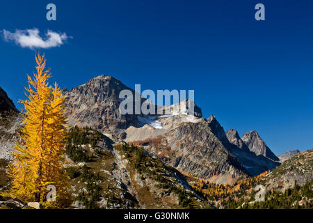 WA12706-00... WASHINGTON - Lärchen im Herbst Farben unter Black Peak in North Cascades National Park. Stockfoto