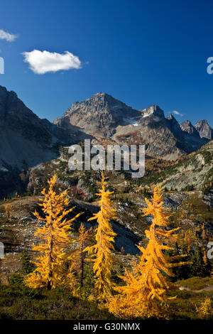 WA12708-00... WASHINGTON - Lärchen im Herbst Farben unter Black Peak in North Cascades National Park. Stockfoto