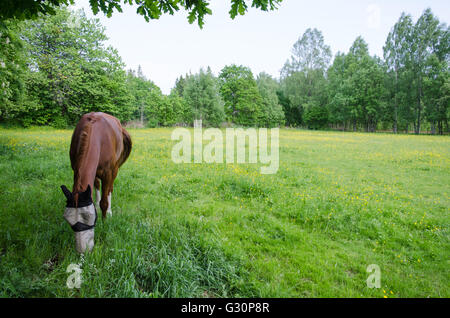 Grasenden Pferd mit geschützten Gesicht im Frühjahr in einem grünen Feld Stockfoto