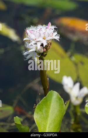 Emergent Blütenstiel und Laub des marginalen aquatische Moor Bean, Menyanthes trifoliata Stockfoto