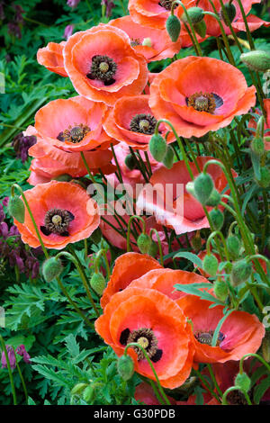 Halbgefüllte Sämlinge von der ornamentalen jährliche Mohn, Papaver Rhoeas. Stockfoto