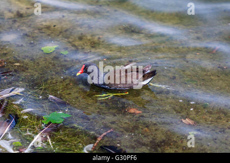 Teichhuhn auf der serpentine Hyde Park London Stockfoto