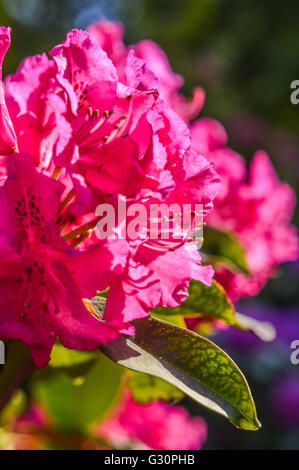 schöne rosa Magenta Rhododendron-Blume Stockfoto
