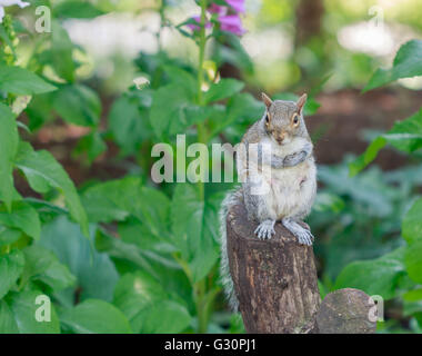 Graue Eichhörnchen sitzt auf einem Baumstumpf in Hyde Park London Stockfoto