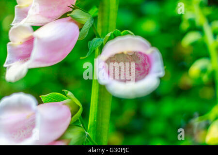 Rosa Fingerhut zeigt es Schönheit in der englischen Sonne. Stockfoto