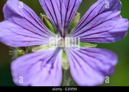 Wild Geranium Stockfoto