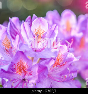 schöne helle lila Rhododendron-Blume Stockfoto