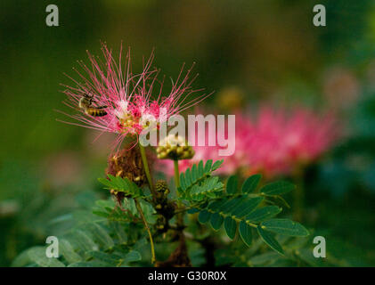 Eine Honigbiene bei der Bestäubung einer Blume Stockfoto