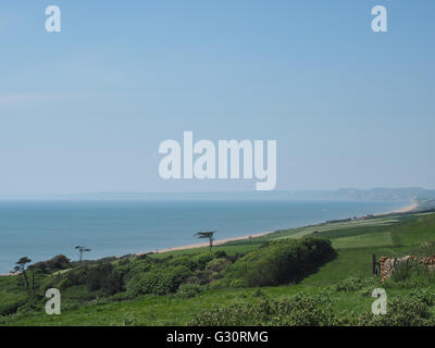 Großbritannien, England, Dorset. Subtropische Gärten in Abbotsbury. Stockfoto