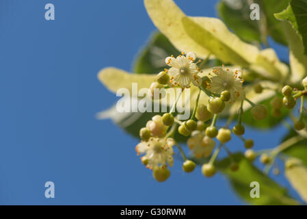 Linden-Blume in Ast isoliert gegen blauen Himmel Stockfoto