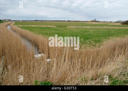 Blick vom Touristenhafen Lieblings Southwold über die Weiden Wiesen in Richtung Southwold Stadt im östlichen Suffolk, England Stockfoto