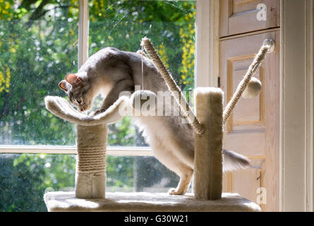 Stammbaum Langhaar Somali Katze - Kitten weiblich züchten sechs Monate langen, flexiblen Körper zeigen Stockfoto