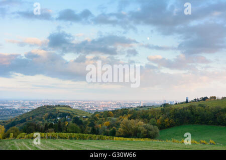 Weinberge am Nussberg, mit Blick auf die Hügel Burgstall und Donaucity, Österreich, Wien, 19.., Wien, Wien Stockfoto