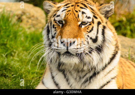 Amur-Tiger (Panthera Tigris Altaica) unter kontrollierten Bedingungen bei Wildlife Heritage Foundation Smarden Kent UK Stockfoto