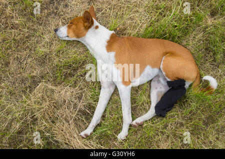 Basenji Hunde mit gebrochenen bandagiert Hinterpfoten die erste Outdoor-Erholung nach der Operation Stockfoto