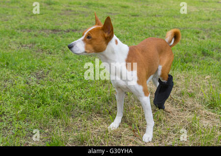 Basenji Hunde mit gebrochenen bandagiert Hinterfüße mit ersten outdoor Spaziergang nach der Operation Stockfoto