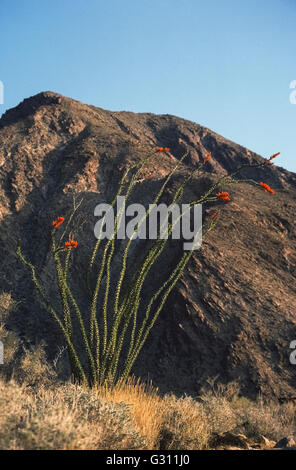 Die Ocotillo (Fouquieria Splendens) Blüten mit hohen stachelige grüne Zweige gespitzt durch rote Blüten nach einem Frühling Regen im Anza-Borrego Desert State Park in San Diego County, Kalifornien, USA. Diese leicht Idenitfied Pflanze der Wüste Sonora und Chilhuanhuan nennt man auch Flamingsword, Abschreckung, Wüste Korallen, Slimwood, Vine Kaktus, Candlewood und Jakobs Personal. Stockfoto