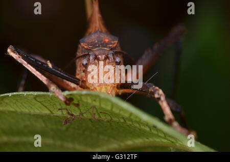 Nahaufnahme Bild eines katydid Stockfoto