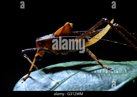 Nahaufnahme Bild eines katydid Stockfoto