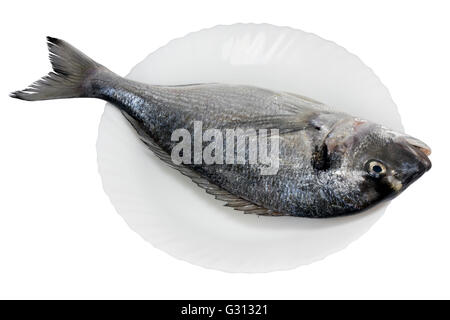 Der frische nicht geräumten Meer Zackenbarsch Fisch (Delphin) auf einem weißen Keramik Teller mit gewellten Rändern. Isoliert mit patch Stockfoto