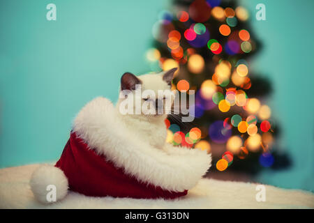 Kleines Kätzchen sitzen in Nikolausmütze gegen Tanne mit Weihnachtsbeleuchtung Stockfoto