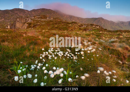 Baumwoll-Rasen an einem Sommermorgen an Runde Insel an der Atlantikküste im Westen, Møre Og Romsdal, Norwegen. Stockfoto