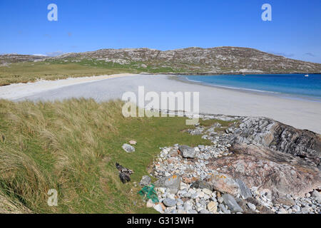 Blick auf den weißen Sandstrand auf der Insel z. in den äußeren Hebriden mit Toten Steinadler im Vordergrund Stockfoto