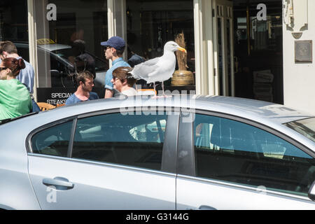 Möwe auf, Auto, im Küstenort Stadt Tenby, Pembrokeshire, West Wales, Wales, Großbritannien Großbritannien, Europa. Stockfoto