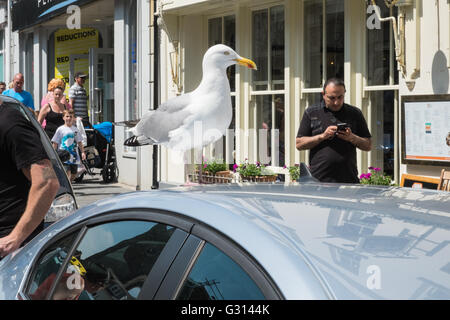 Möwe auf, Auto, im Küstenort Stadt Tenby, Pembrokeshire, West Wales, Wales, Großbritannien Großbritannien, Europa. Stockfoto