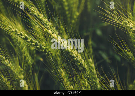 Grüne Triticale Ohren kultiviert Hybrid von Weizen und Roggen im Feld im Feld Stockfoto