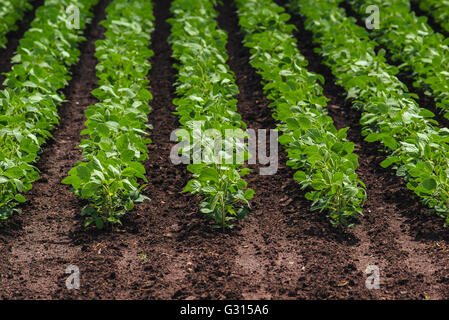 Reihen von kultivierten Soja Bohnen ernten im Feld Stockfoto