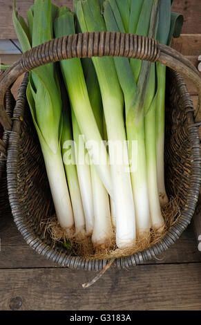 Bund Lauch in alten Weidenkorb, norfolk, england Stockfoto