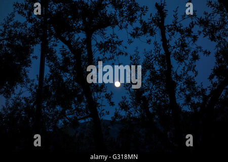 Vollmond mit Olivenbäumen Stockfoto
