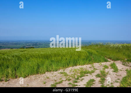 Patchwork-Landschaft des Vale of York betrachtet über eine Kuppe Gerstenfeld hoch auf die Yorkshire Wolds unter einem blauen Sommerhimmel Stockfoto