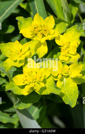 Saure gelbe Hochblätter umgeben die kleinen Blüten des Frühlings blühen mehrjährig, Euphorbia polychromatischen Stockfoto