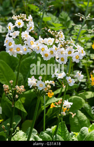 Gelbe Augen weiße Blüten der Kandelaber Primula, Primula Japonica 'Postford White' Stockfoto