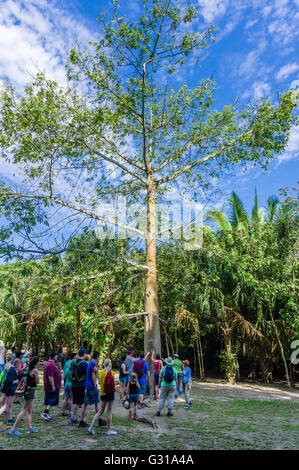 Tour-Guide erklärt die Verwendung des Kapok-Baumes an der Chacchoben Ruinen.  Chacchoben, Mexiko Stockfoto