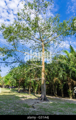 Tour-Guide erklärt die Verwendung des Kapok-Baumes an der Chacchoben Ruinen.  Chacchoben, Mexiko Stockfoto