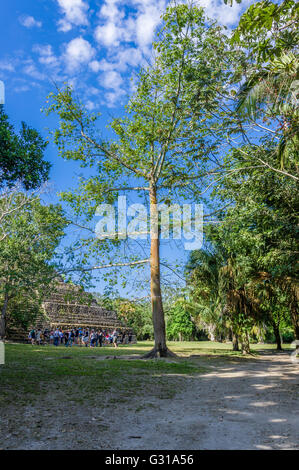 Tour-Guide erklärt die Verwendung des Kapok-Baumes an der Chacchoben Ruinen.  Chacchoben, Mexiko Stockfoto