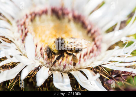 Buff-tailed Hummel Bombus Terrestris, sammeln von Pollen aus einer Wegdistel Blume. Hummeln haben Aposematic schwarz und y Stockfoto