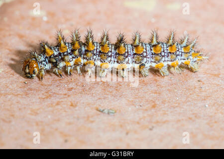 Eine große und bunte Raupe eines gefleckten rot-Band Fritillary Schmetterlings, Melitaea didyma Stockfoto