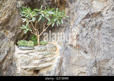 Blick auf Bäumchen mit grünen Blätter gepflanzt in eine Steinmauer im freien Stockfoto