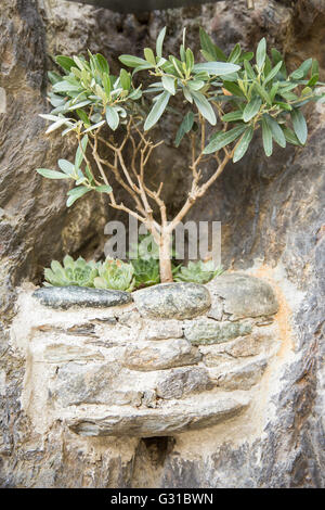 Kleinen Baum und Sukkulenten Pflanzen wachsen auf einer Steinmauer im freien Stockfoto