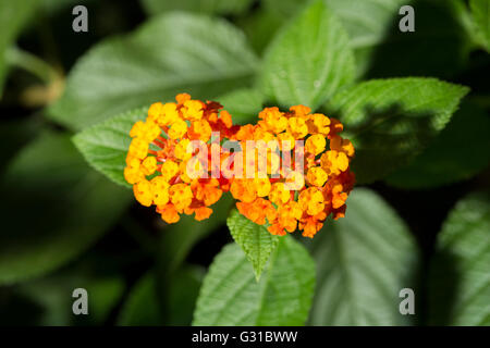 Nahaufnahme von zwei Orangen Blüten von Lantana Camara, bekannt als Tickberry und wilder Salbei Stockfoto